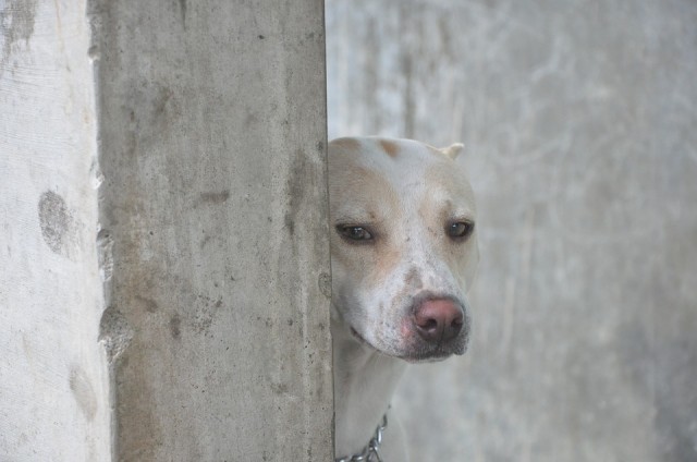 Догхантеры в Югре расстреляли ядовитыми дротиками домашних собак
