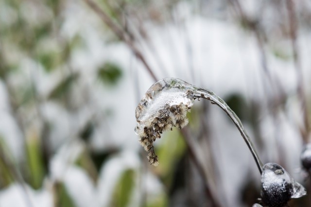 В Югре синоптики прогнозируют заморозки и мокрый снег