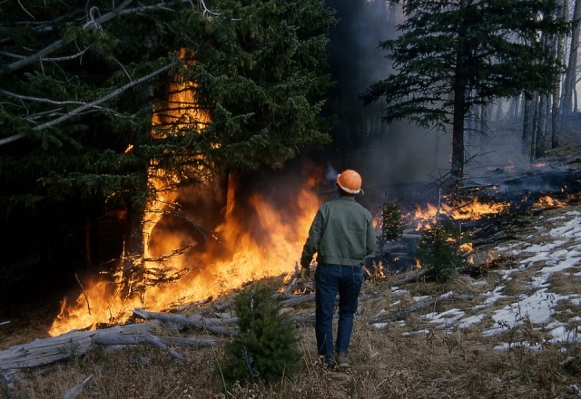 В Сургутском районе произошло два лесных пожара