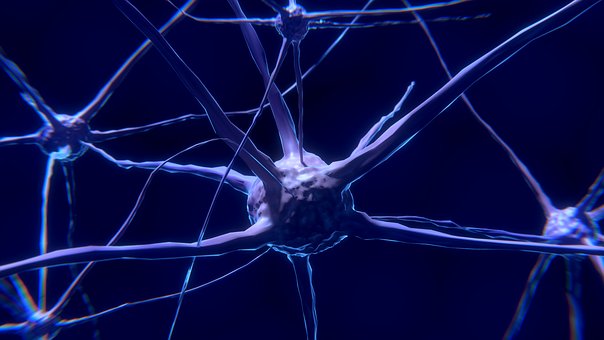 Учёные обнаружили новый тип нейронов в головном мозге человека