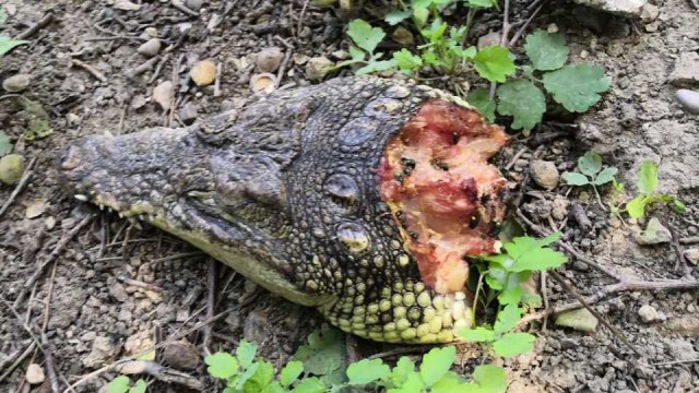 В Симферополе нашли отрубленные головы двух крокодилов