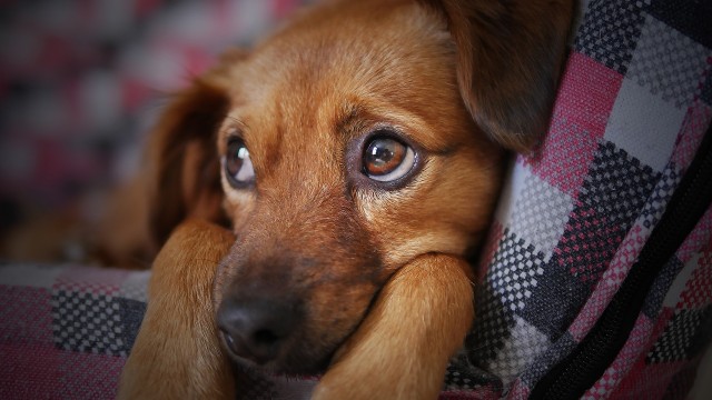 Волонтёры Сургута пристроили брошенных собак в новые семьи