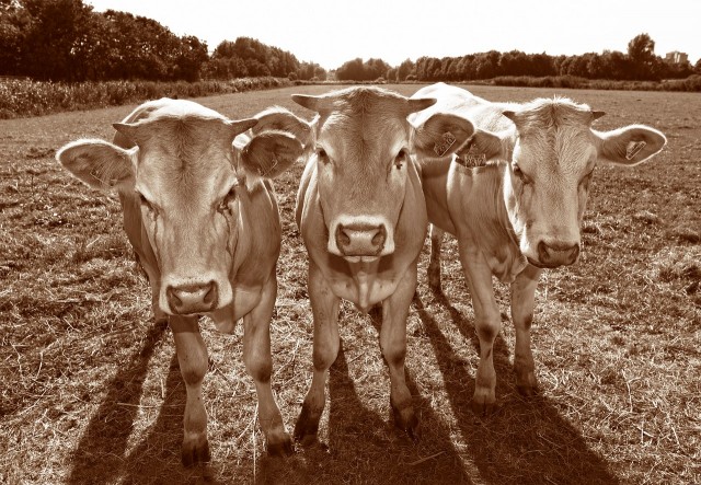 Три коровы погибли от удара током из-за упавших ЛЭП в Чите