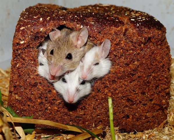 В Ханты-Мансийске в магазине в яйцах нашли выводок мышей