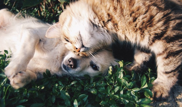 ​Преимущества чипирования домашних животных (собак и кошек)