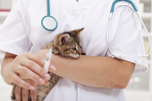 В Югре началась кампания по вакцинации животных от бешенства