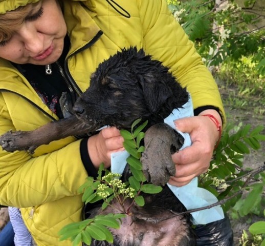 В Сургуте прошла операция по спасению щенков из ливнёвки