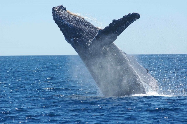 В Мурманске рыбаки сняли охотящегося кита в Баренцевом море