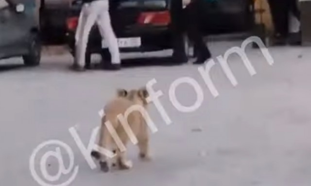 В Сургутском районе по стадиону отпустили побегать настоящего льва