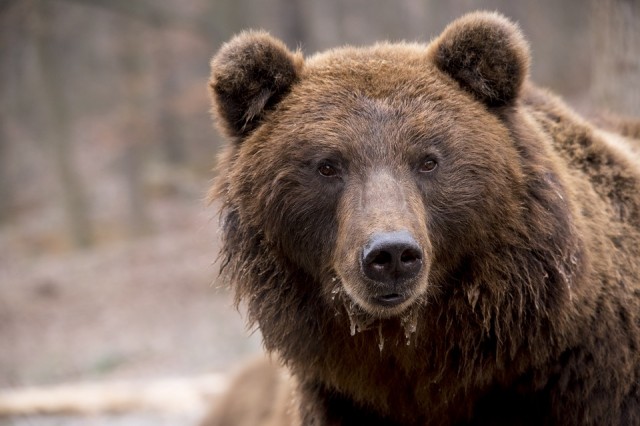 Югорчанин снял на видео встречу с вышедшим из спячки медведем