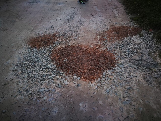Шок! Жители Тундрина засыпали ямы на дороге кедровыми орехами