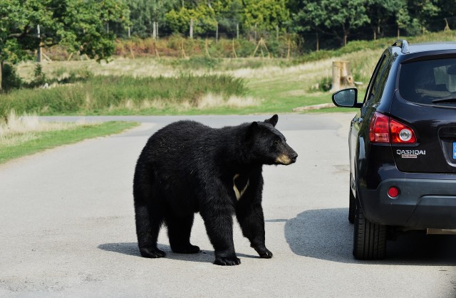Псковских водителей предупредили, как не сбить кочующих медведей