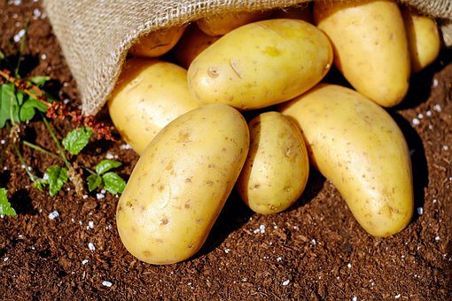 На Ямале раздают картофель даром: бери, сколько выкопаешь