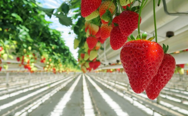Клубнику и абрикосы планирует выращивать «Черновский овощевод» в Чите