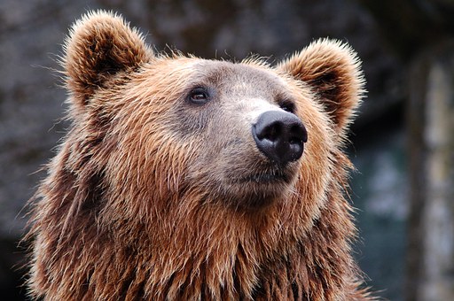 В ХМАО застрелили 17 голодных медведей