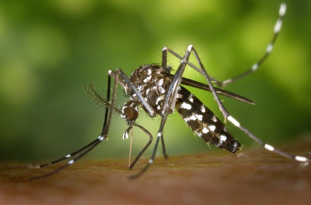России угрожают комары – переносчики тропических болезней