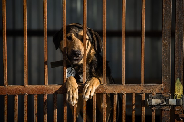 В Сургутском районе выделят дополнительные средства на отлов собак