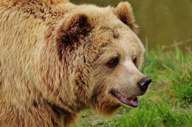 Дачники Сургута вновь заметили медведя