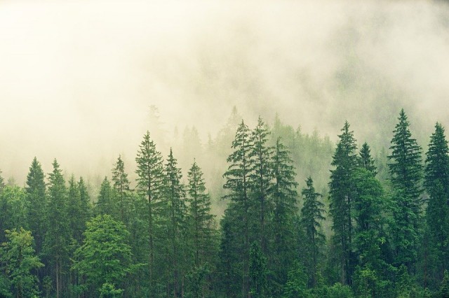 В Югре в 2021 году планируют восстановить более 36 тыс. га лесов