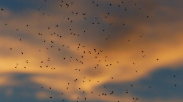 В одном из городов Башкирии местный житель снял на камеру облако из насекомых