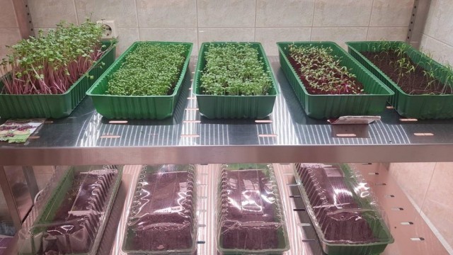 В агролаборатории Белого Яра дети выращивают капусту, редис и помидоры черри