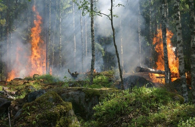 В Сургутском районе с начала 2021 года потушили 24 лесных пожара. В два раза больше, чем в 2020-м