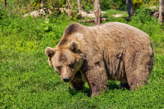 В Тюменской области молодой медведь оставил рыбаков без улова