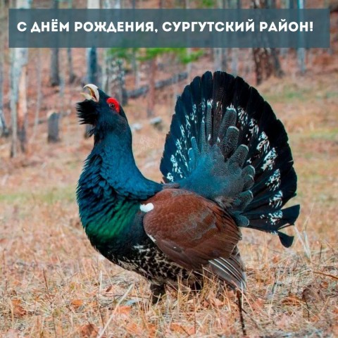Глухарю Сургутского района тоже исполняется 97 лет Глухарю Сургутского района тоже исполняется 97 лет