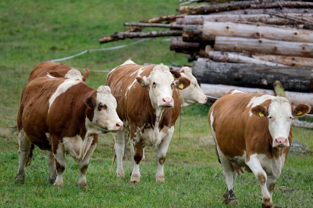 В Сургутском районе в 2021 году выросло производство мяса