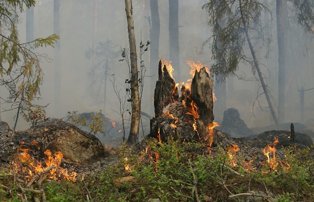 В Югре за сутки в 6,5 раз выросла площадь лесных пожаров