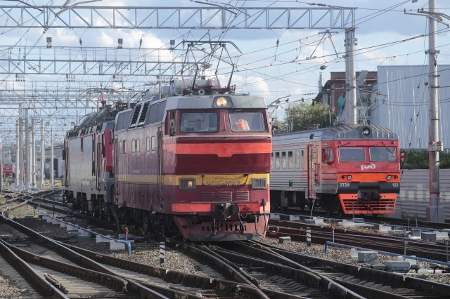 По решению ярославской прокуратуры «РЖД» наказали за сбитых поездом лосей