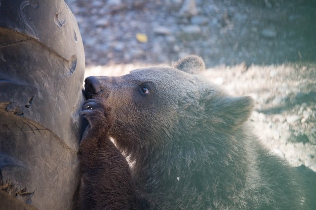 На Урале очевидцы сняли на видео гуляющего по городу медведя