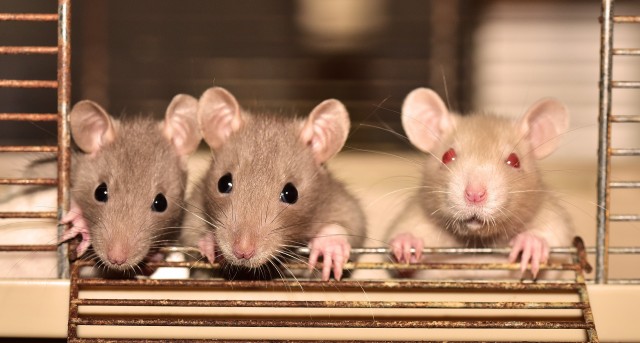 Липецкий вуз потратит полмиллиона рублей на борьбу с крысами
