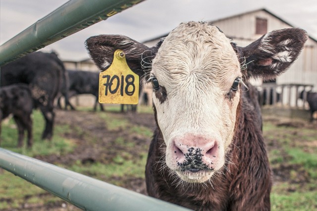 ​В Томской области выявлена заразная болезнь у домашнего скота