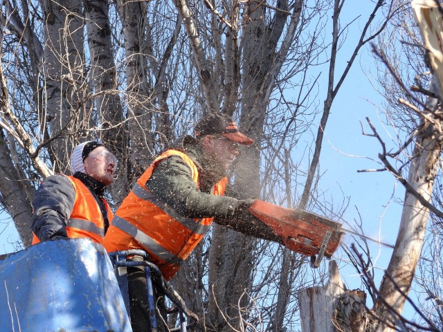 Красноярцев возмутила вырубка берёз в парке Октябрьского района