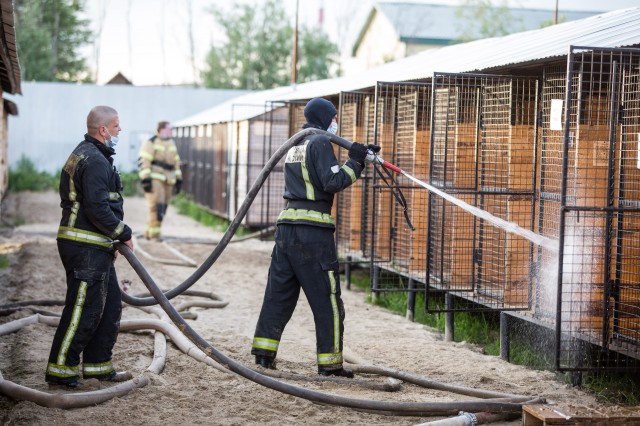 В Сургуте пожарные помогли собачьему приюту отмыть вольеры