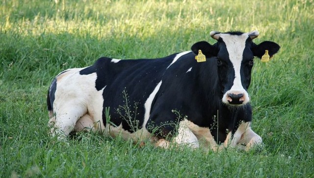 Стадо коров - за 400 тысяч, удав - за 30 тыс. рублей. Каких животных продают югорчане
