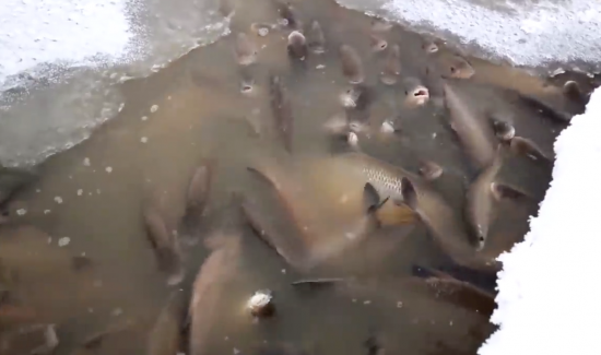 Группа учёных выясняет причины замора рыбы под Сургутом