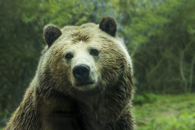 Жительница Екатеринбурга с маленькими детьми убежали от медведя