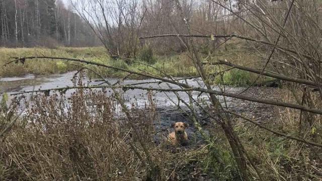В Нижневартовске спасатели помогли собаке, увязшей в болоте В Нижневартовске спасатели помогли собаке, увязшей в болоте