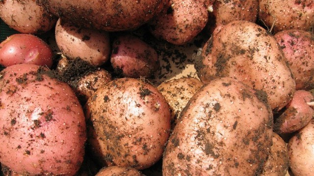 В Татарстане за неделю морковь подорожала на 10%, а картофель на 12%
