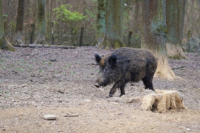 В Костромской области запретили охоту из-за чумных свиней