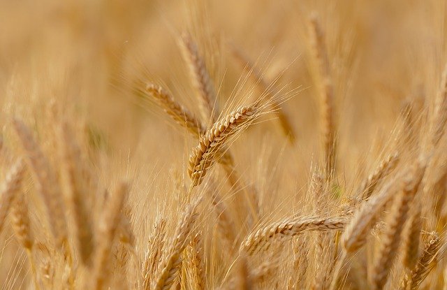В Костромской области из-за засухи наблюдается сокращение урожая на 30%