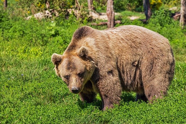 Медведи массово убегают от лесных пожаров в Омской области