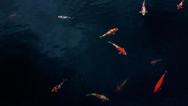 В реке Сухая Самарка нашли место массовой гибели рыбы и её причину