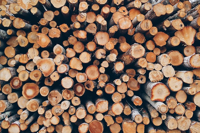 Житель Мордовии незаконно вырубил 33 дерева