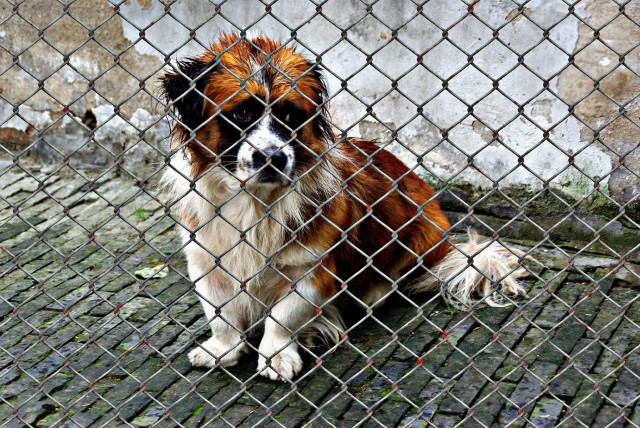 В Оренбурге прокуратура через суд требует от мэрии создания приюта для бездомных животных
