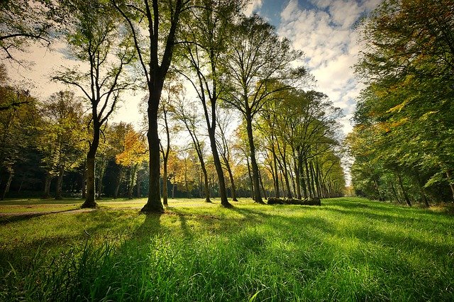 Лес в городском округе Чехов благоустроят в зону для отдыха