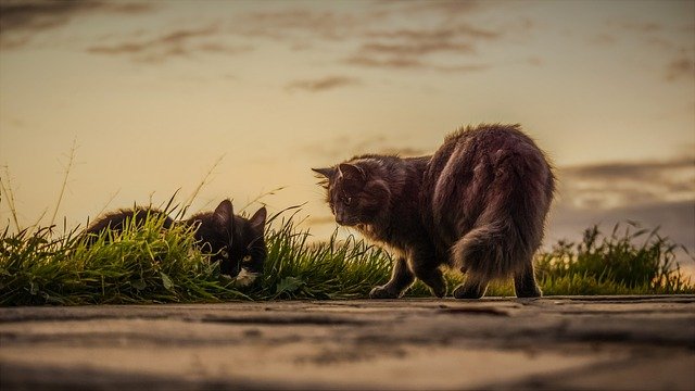 Липецкие ветеринарные врачи выявили четвёртый случай бешенства у кошки Липецкие ветеринарные врачи выявили четвёртый случай бешенства у кошки