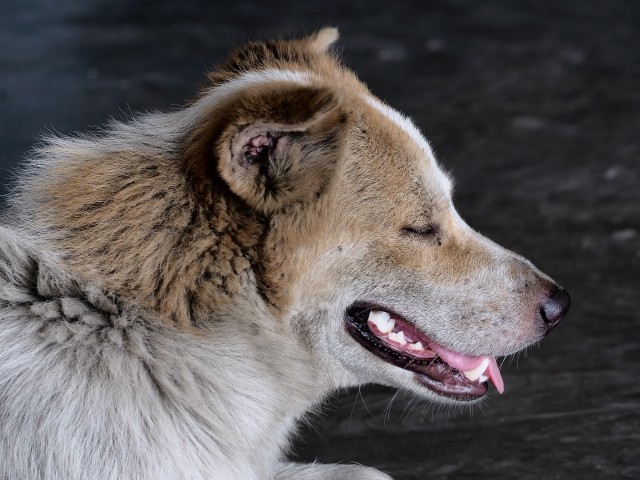В Липецке подтвердился случай бешенства у бездомного пса